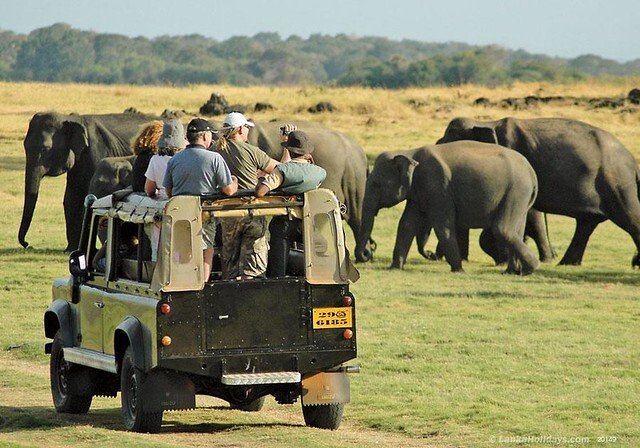 yala safari