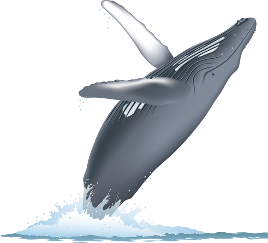 Blue Whale and Dolphin Watching in Mirissa - Marine Wildlife Tours Sri Lanka